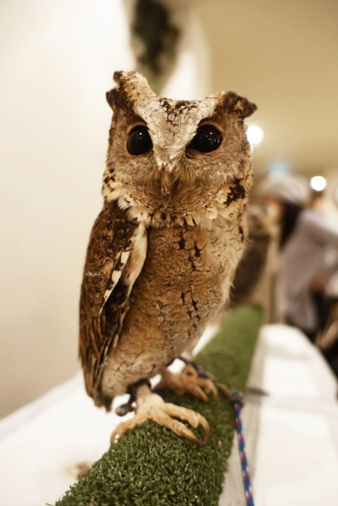 Owl Cafe5