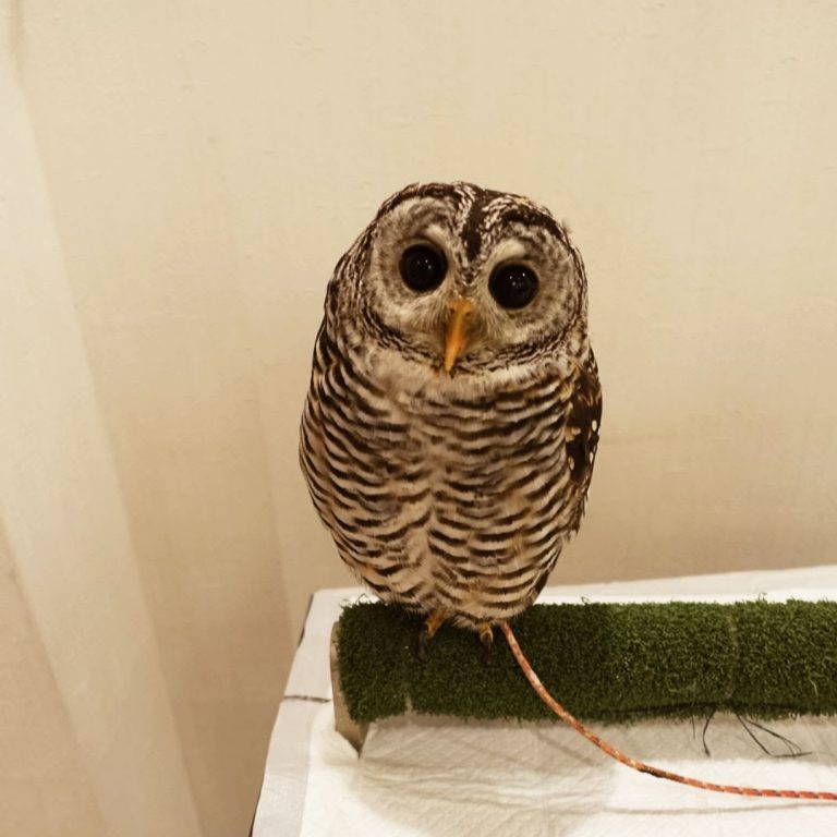 Owl Cafe6