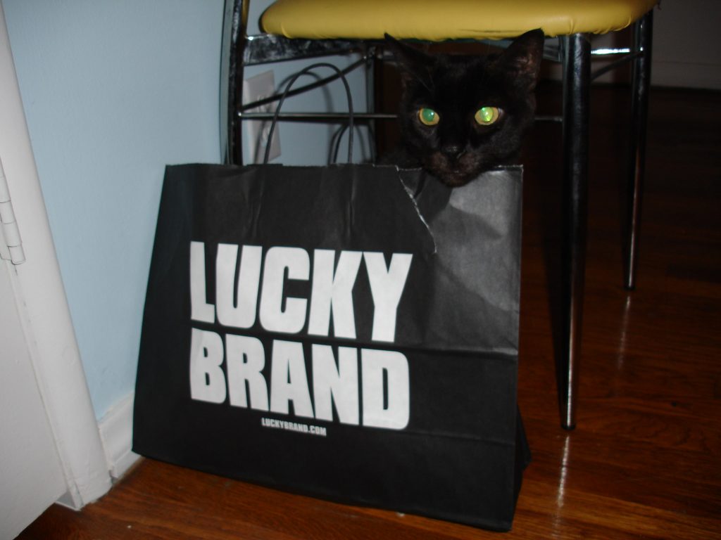 lucky brand cat