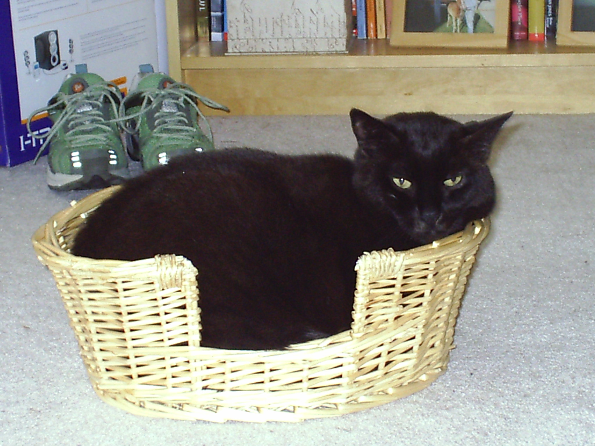 fatty in a basket